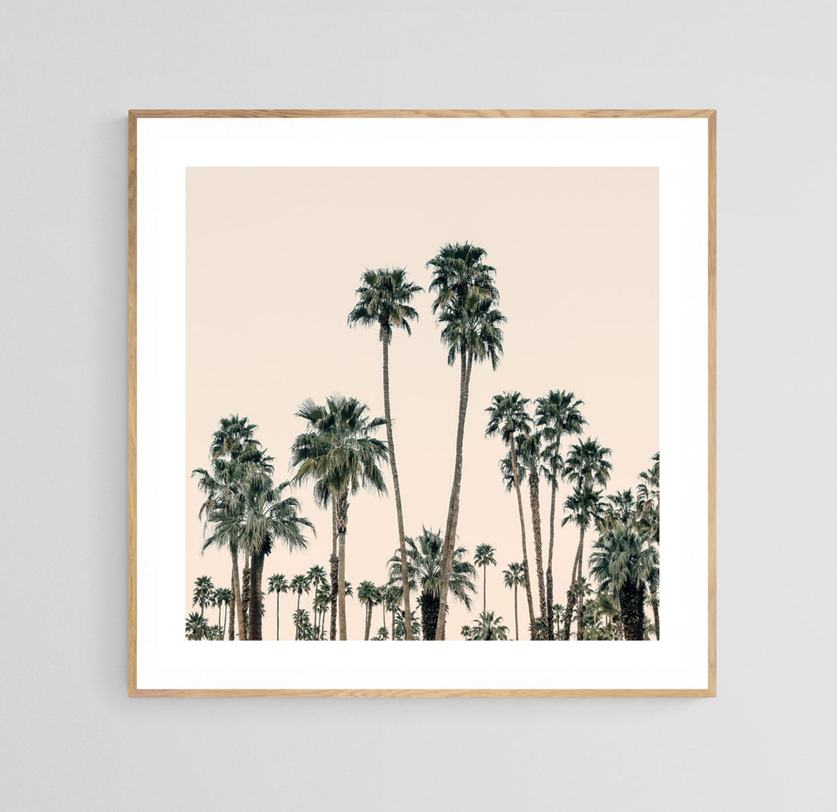 Square framed fine art photograph of tall palm trees against a pale pink sky, emphasizing their slender trunks and lush green fronds in minimal composition.