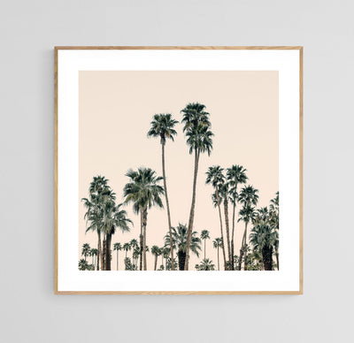Modern Fine Art Photograph - Mid-Century Palms #1