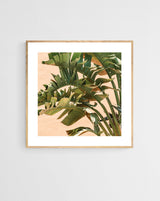 Close-up of lush green banana leaves with their distinctive elongated shapes against a soft peach-colored background, framed in light wood and white matting.