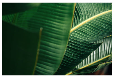 Modern Fine Art Photograph - Sun Drops by Alicia Bock Print Shop - main product image for Resin Society