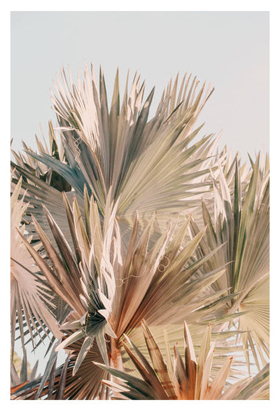 Modern Fine Art Photograph - Spring Palms #2 by Alicia Bock Print Shop - main product image for Resin Society