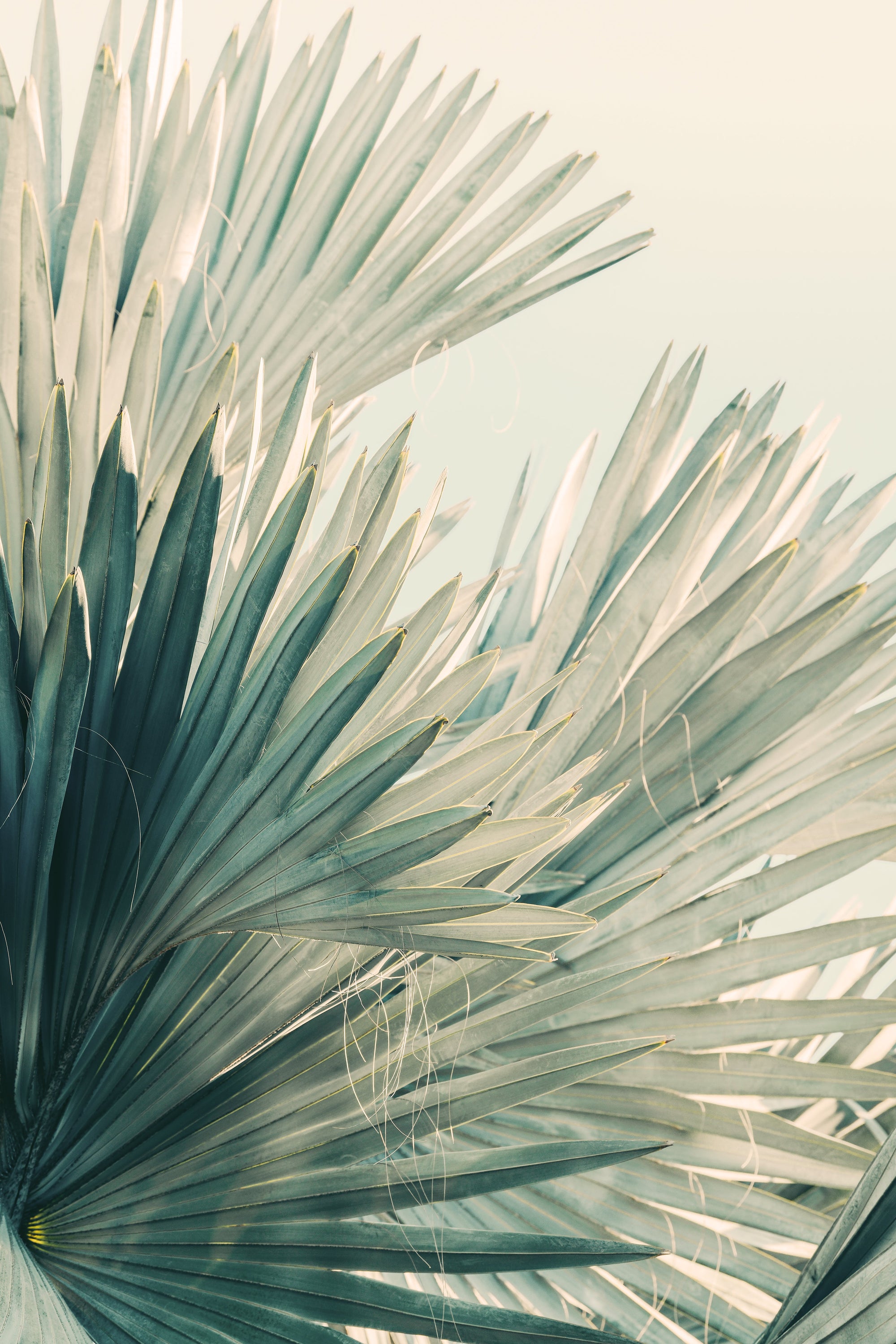 Modern Fine Art Photograph - Sunny Side by Alicia Bock Print Shop - main product image for Resin Society