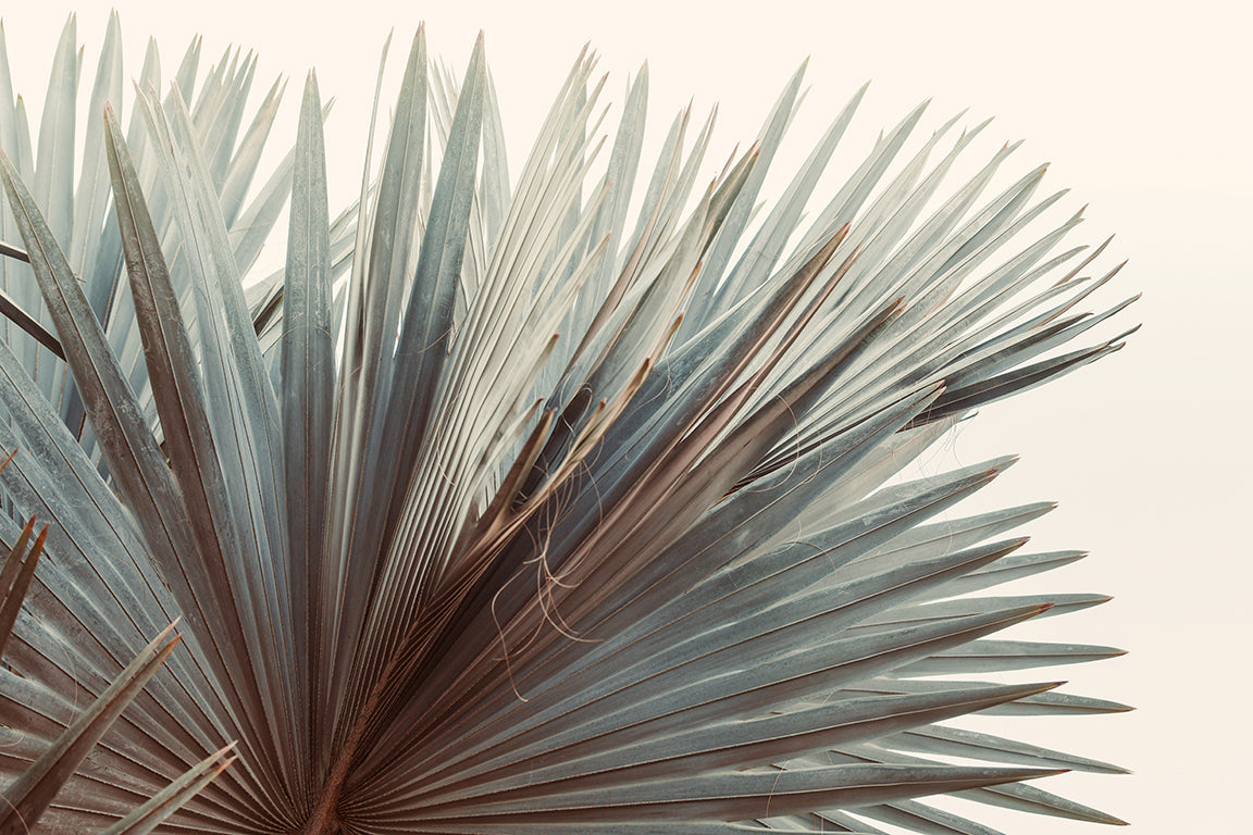 Modern Fine Art Photograph - This Side Of Summer by Alicia Bock Print Shop - main product image for Resin Society