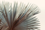 Modern Fine Art Photograph - This Side Of Summer by Alicia Bock Print Shop - main product image for Resin Society