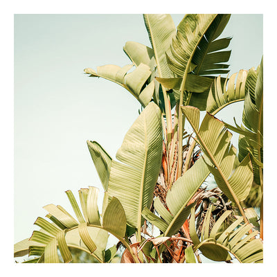 Modern fine art photograph titled 'To The Sun' by Alicia Bock depicting a subtle textured, sunlit composition.