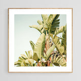 Fine art photograph featuring tall, pale green banana leaves with subtle light and shadow contrasts against a soft blue sky, framed in light wood.