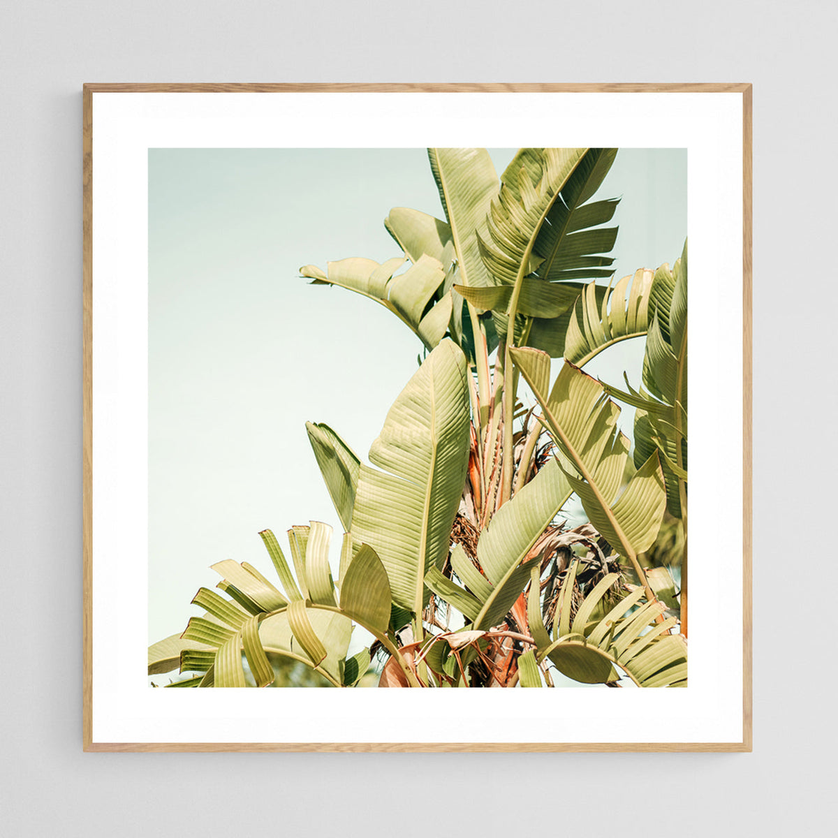 Fine art photograph featuring tall, pale green banana leaves with subtle light and shadow contrasts against a soft blue sky, framed in light wood.