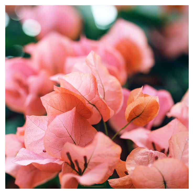 Bright Morning #2 fine art photograph showing natural flowers in soft light