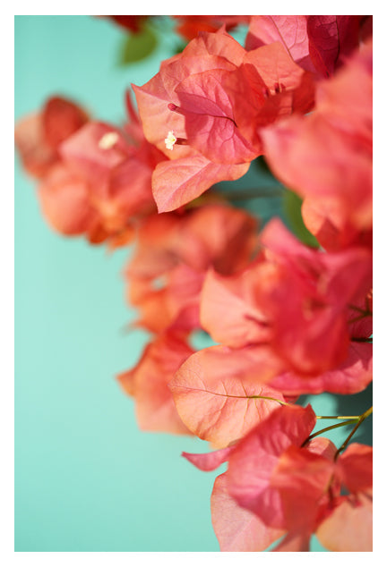 Bright Star #1 - Fine Art Photograph by Alicia Bock Print Shop - main product image for Resin Society