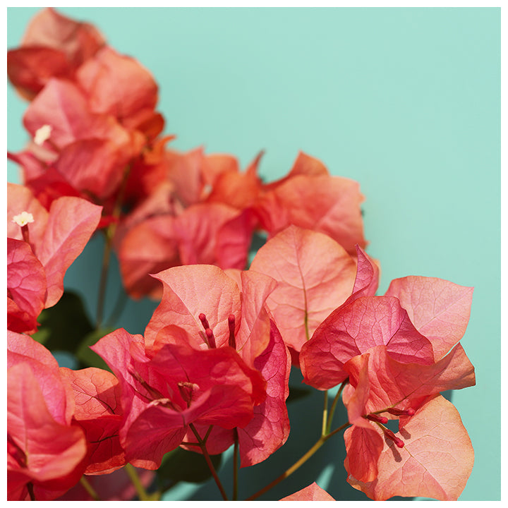 Bright Star #2 fine art photograph showing a vivid arrangement of flowers with pastel tones and sharp detail