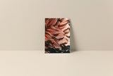 Close-up of soft coral pink and deep burgundy flower petals filling the entire rectangle, creating an abstract floral pattern on a blank note card.