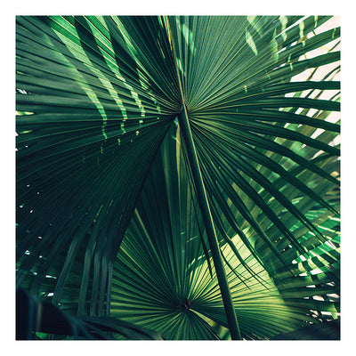 Modern Fine Art Photograph - Everything Was Green #1 by Alicia Bock Print Shop