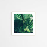 Close-up of overlapping large green palm leaves with prominent veins and radiating fan shapes, framed in light wood against a white wall.