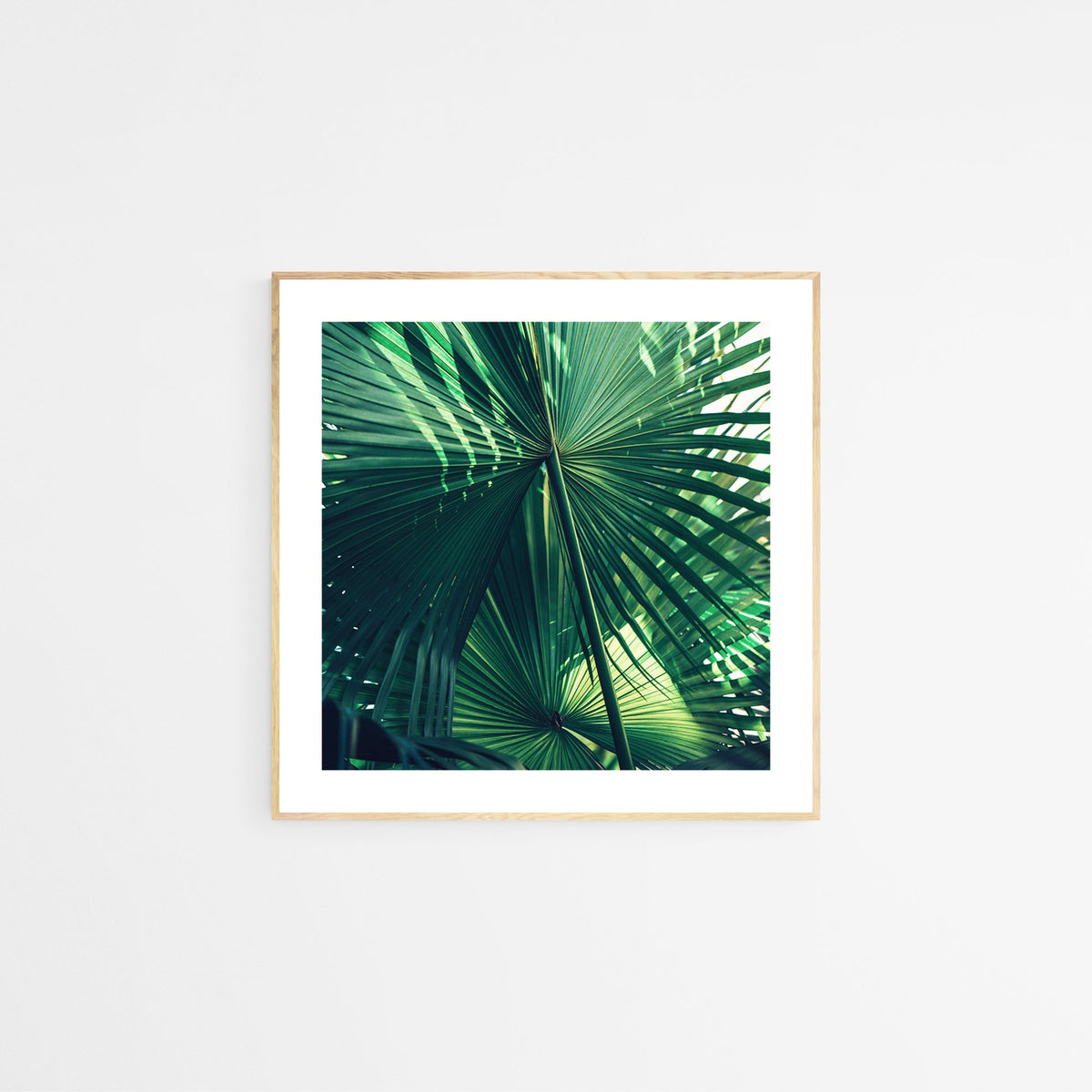 Close-up of overlapping large green palm leaves with prominent veins and radiating fan shapes, framed in light wood against a white wall.