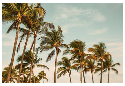 Miami Breeze - Fine Art Photograph by Alicia Bock Print Shop - main product image for Resin Society
