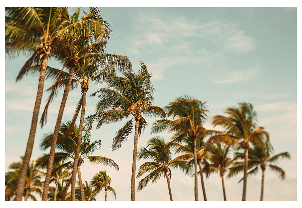 Miami Breeze - Fine Art Photograph by Alicia Bock Print Shop - main product image for Resin Society