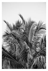 Modern Black And White Photograph - No. 13 by Alicia Bock Print Shop - main product image for Resin Society