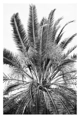 Modern Black And White Photograph - No. 15 by Alicia Bock Print Shop - main product image for Resin Society