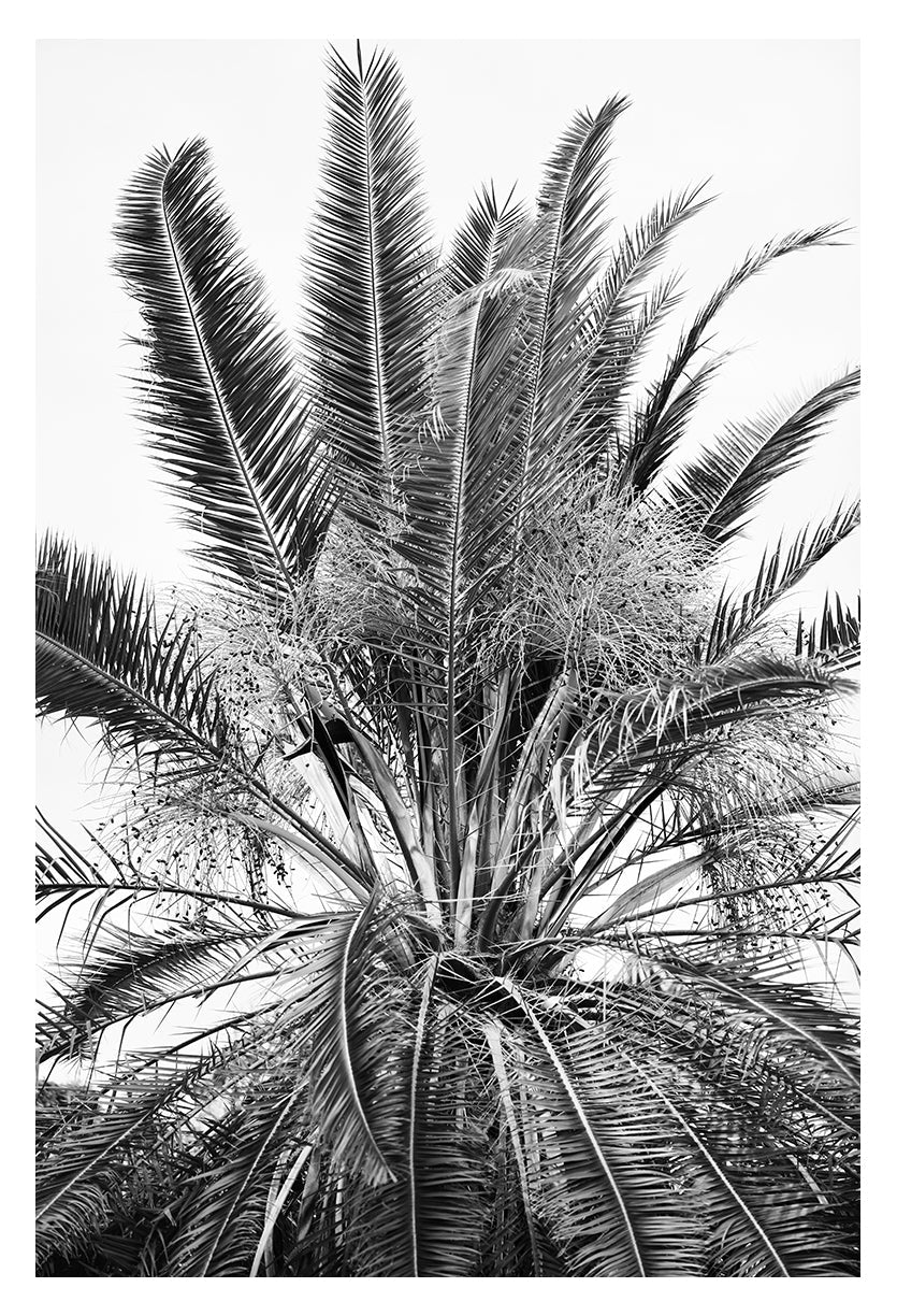 Modern Black And White Photograph - No. 15 by Alicia Bock Print Shop - main product image for Resin Society