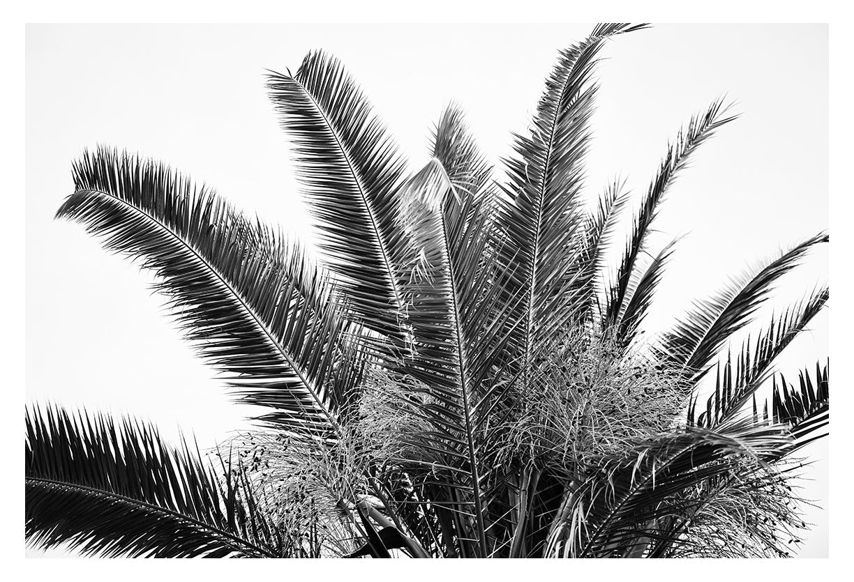 Modern Black And White Photograph - No. 19 by Alicia Bock Print Shop - main product image for Resin Society