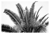 Modern Black And White Photograph - No. 19 by Alicia Bock Print Shop - main product image for Resin Society