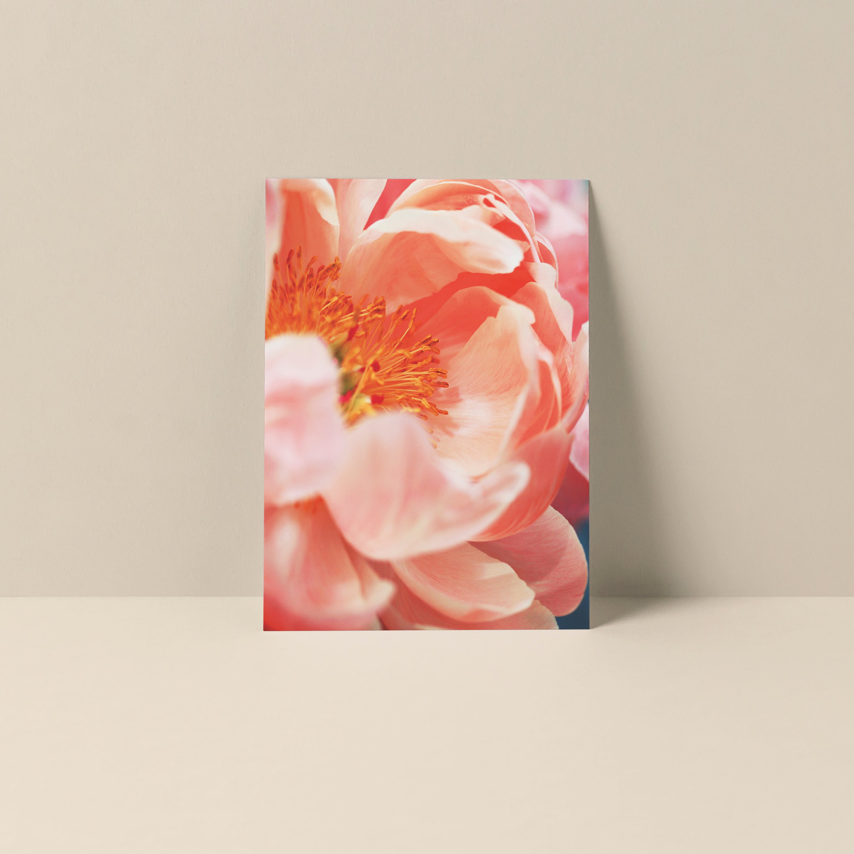 Blank Notecard featuring a peony flower photo by Alicia Bock