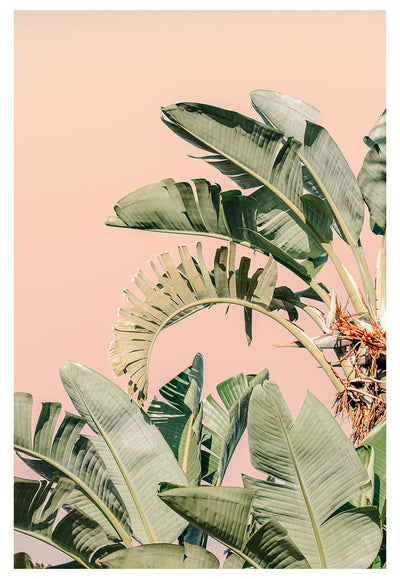 Modern Fine Art Photograph - Palm Beach #2 by Alicia Bock Print Shop - main product image for Resin Society