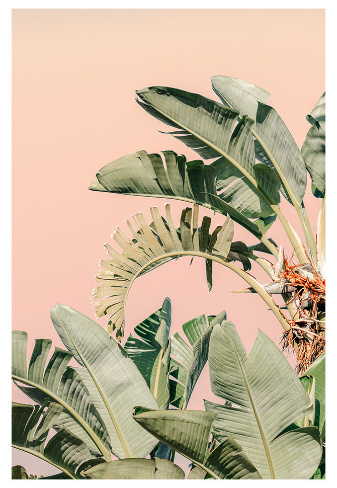 Modern Fine Art Photograph - Palm Beach #2 by Alicia Bock Print Shop - main product image for Resin Society
