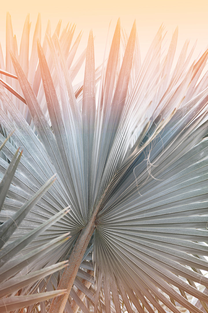 Modern Fine Art Photograph - Summer Romance by Alicia Bock Print Shop - main product image for Resin Society