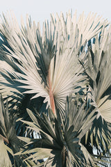 Modern Fine Art Photograph - This I Know by Alicia Bock Print Shop - main product image for Resin Society