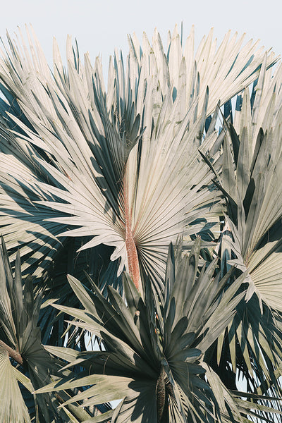 Modern Fine Art Photograph - This I Know by Alicia Bock Print Shop - main product image for Resin Society