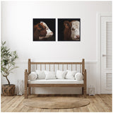 Two framed close-up canvas portraits of cows with dark backgrounds, hung side-by-side above a wooden bench with white pillows in a bright, minimalist room.