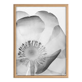 Black and white X-ray style close-up of a poppy flower with translucent layered petals and detailed stamen, framed in light wood.