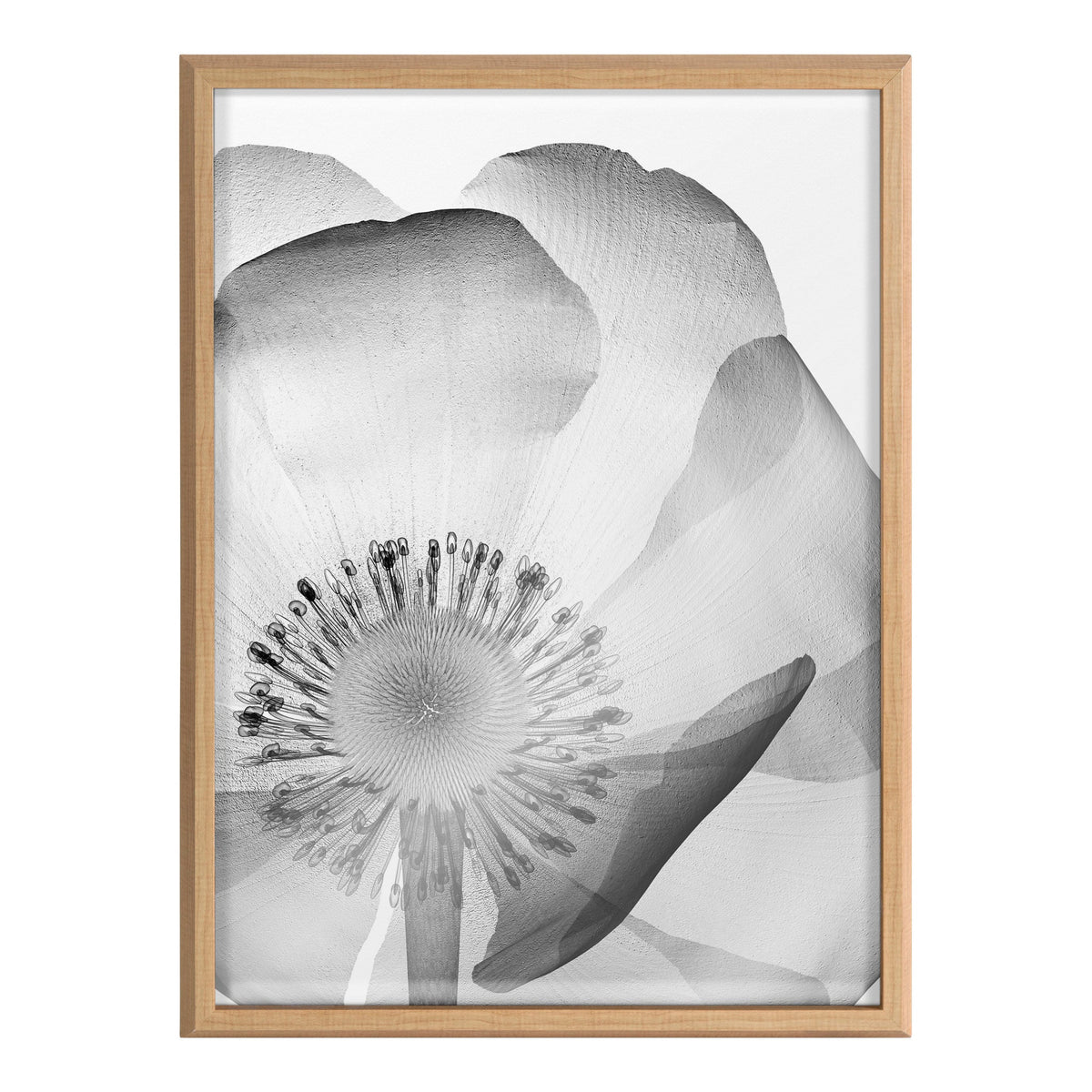 Black and white X-ray style close-up of a poppy flower with translucent layered petals and detailed stamen, framed in light wood.