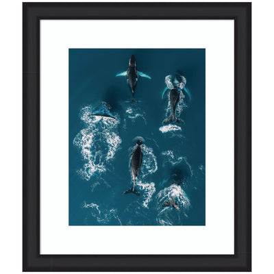 Framed aerial image of humpback whales swimming in the deep blue ocean.