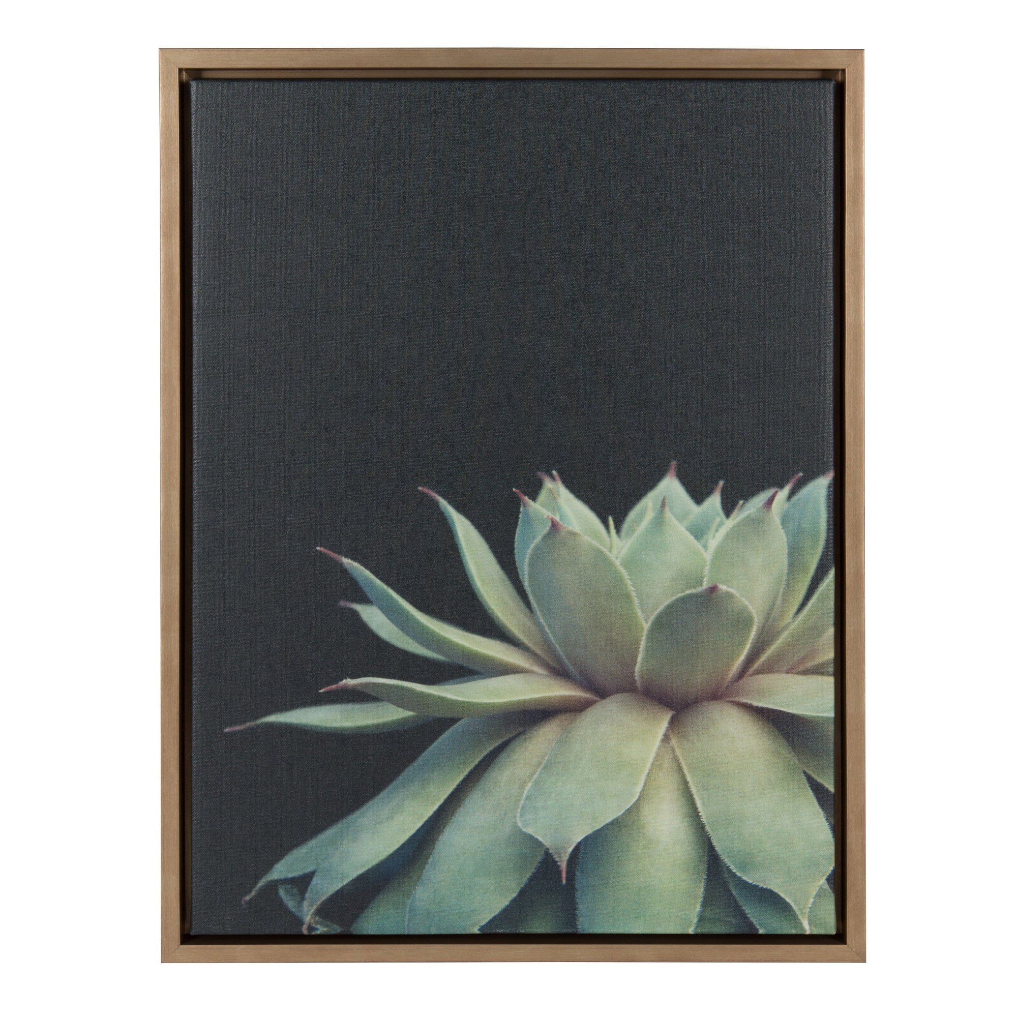 Sylvie Succulent Framed Canvas by F2 Images by kateandlaurel - product image 7 for Resin Society