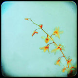 Fine art photograph titled 'Baby Blue' showing soft yellow orchids against a blue background with a black border