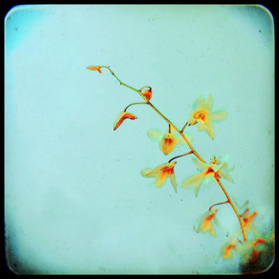 Fine art photograph titled 'Baby Blue' showing soft yellow orchids against a blue background with a black border
