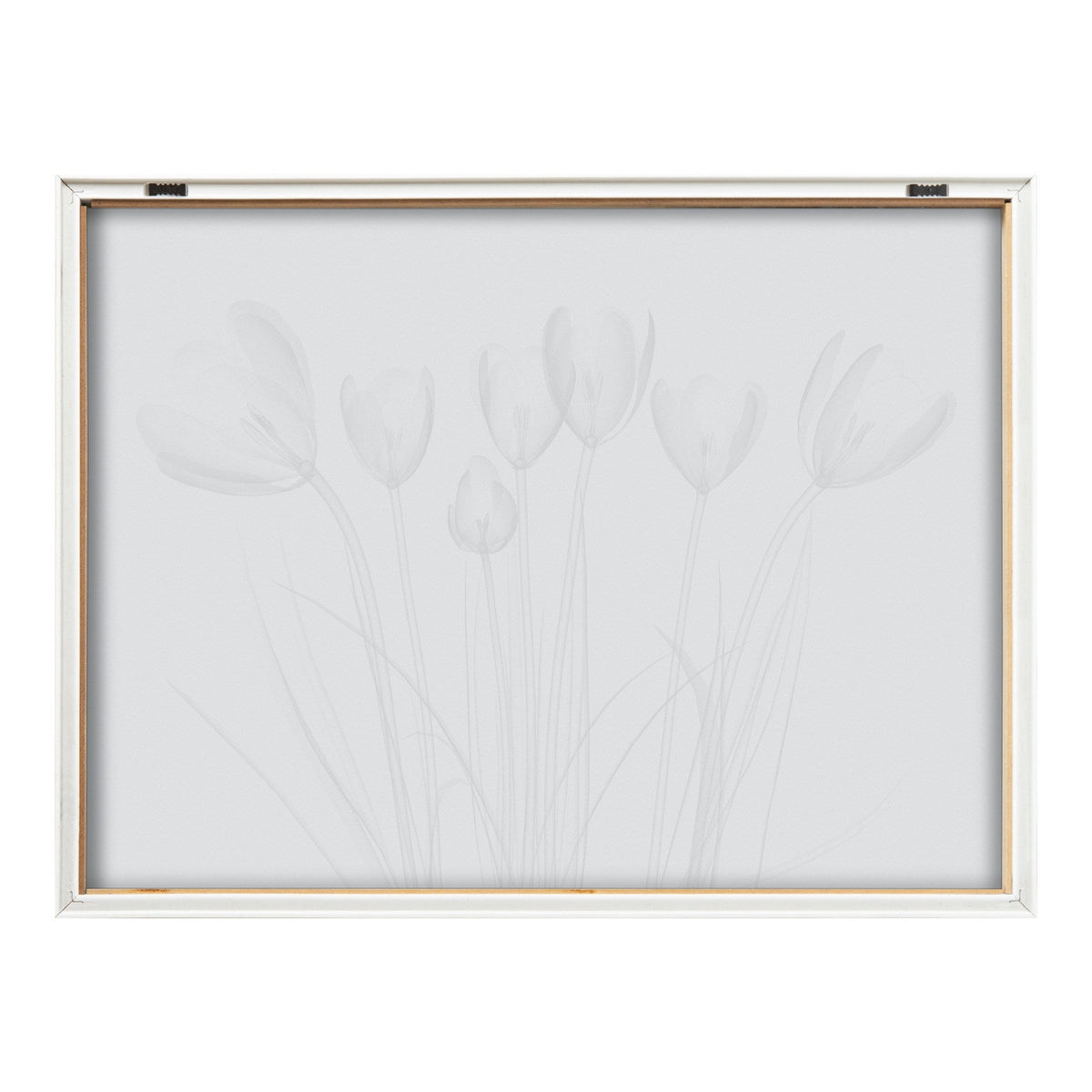 Framed black and white x-ray print of delicate crocus flowers with thin stems and detailed petals, displayed in a simple white wooden frame.