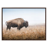 American bison standing in dry prairie grass with a misty pale blue sky background, framed in a simple dark wood frame.