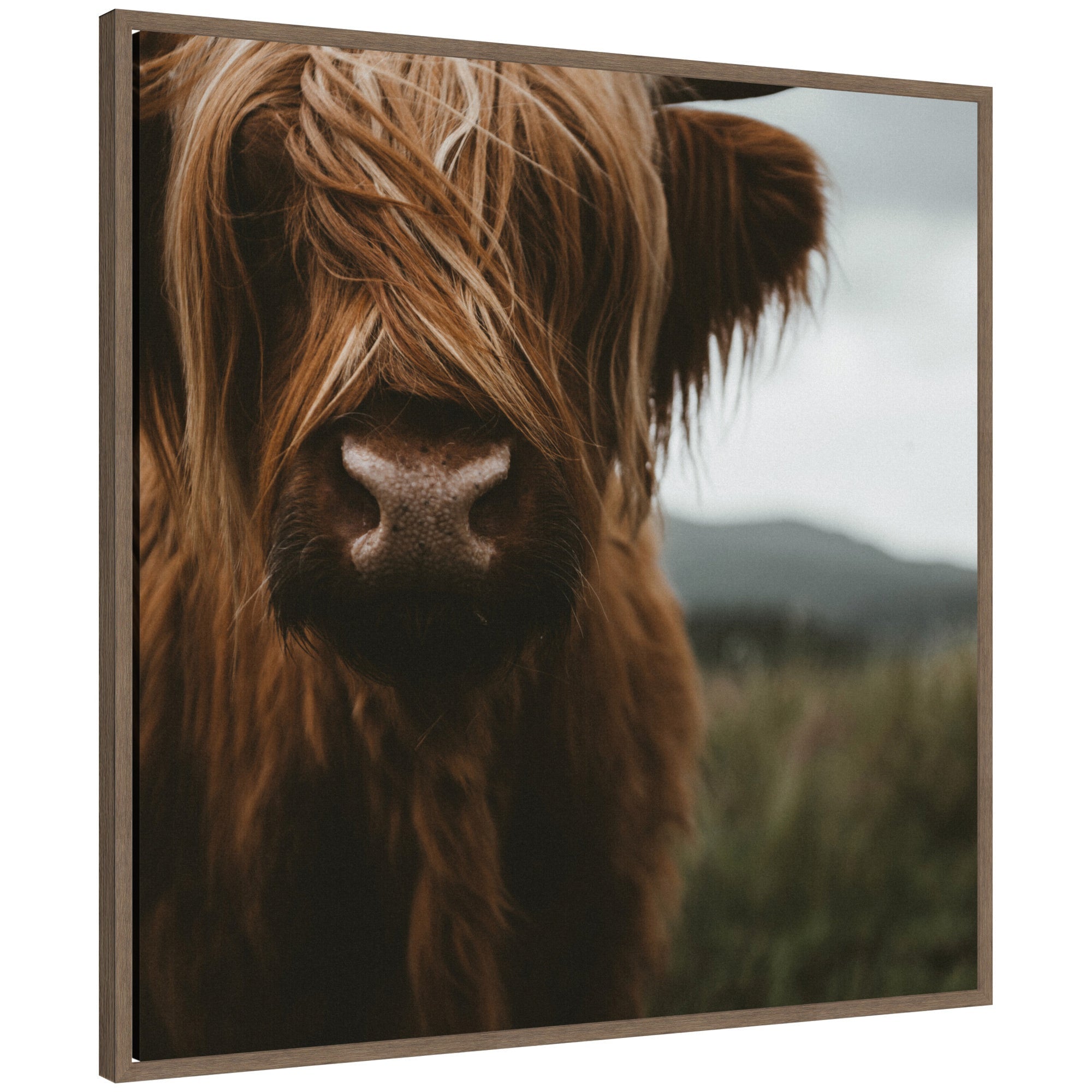 Framed canvas wall art showing a close-up of Scottish Highland cattle baby with long hair in a rustic setting
