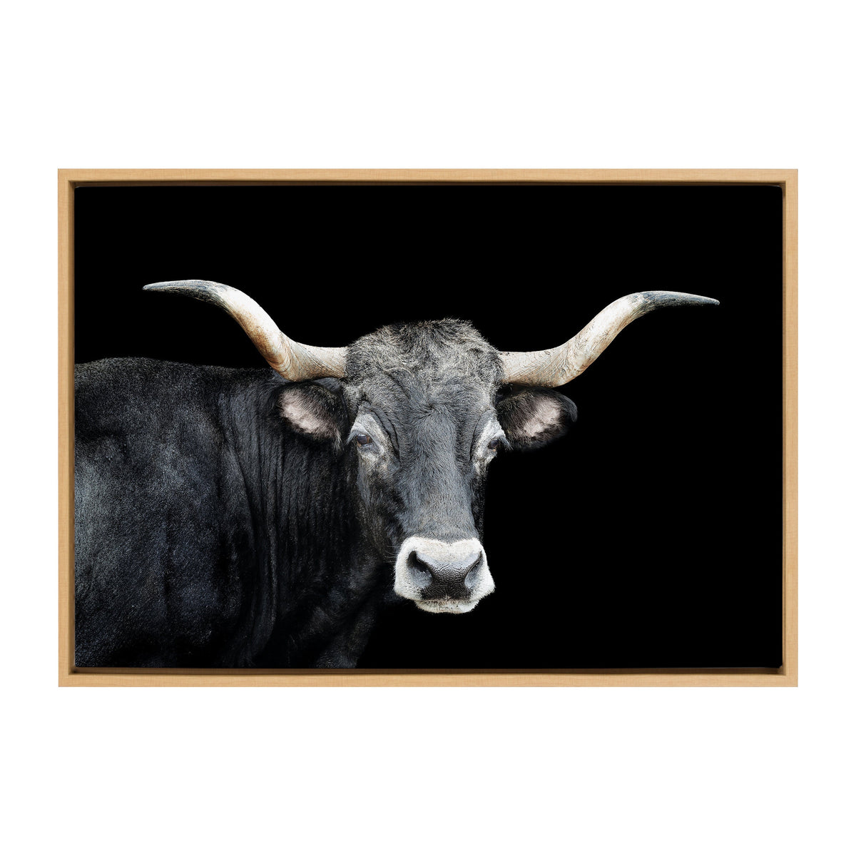 Close-up of a longhorn bull with white-tipped curved horns against a solid black background, framed in light natural wood.