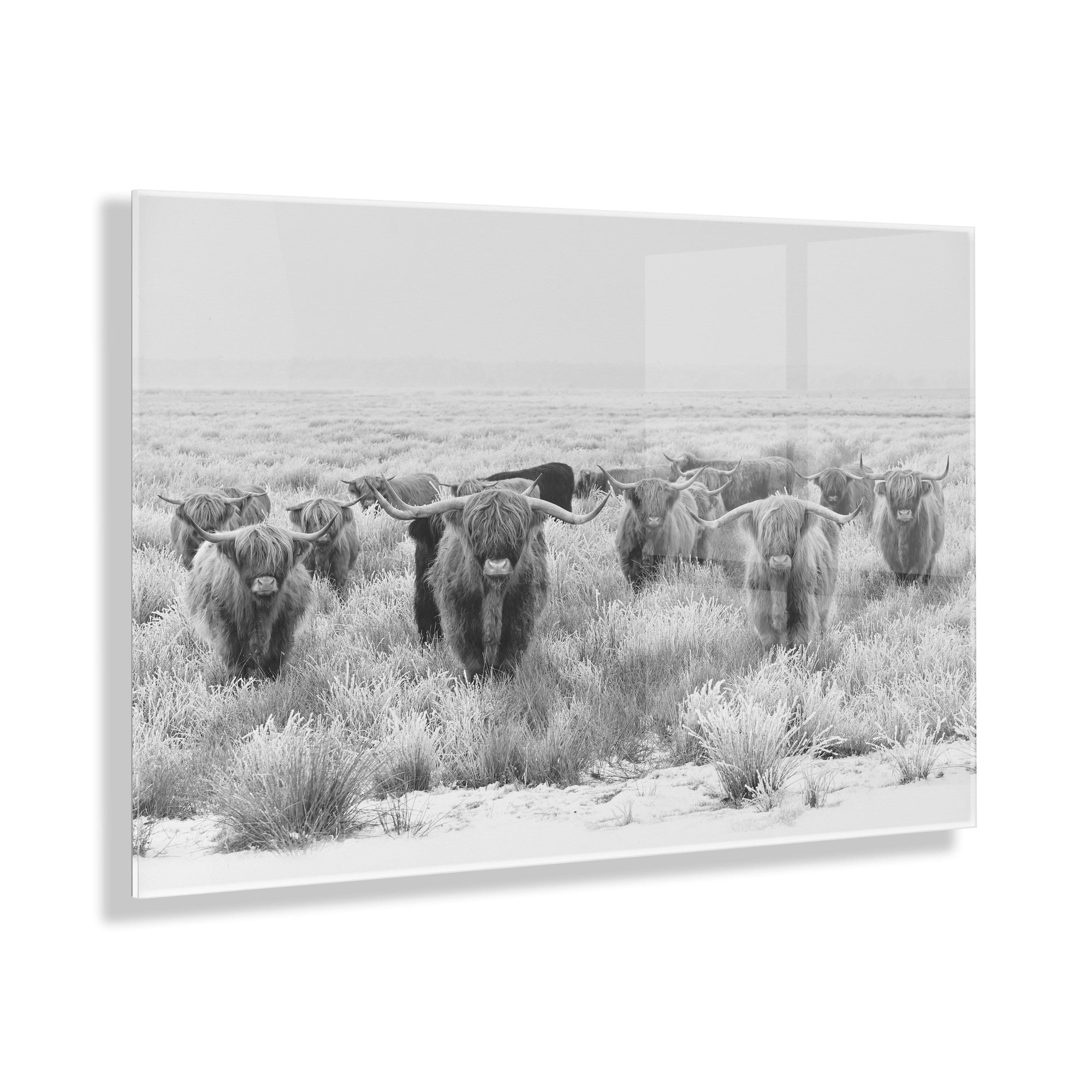 Herd of Highland Cows BW Floating Acrylic Art by The Creative Bunch by kateandlaurel - product image 11 for Resin Society