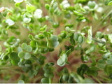 Arugula Microgreen Seeds detail image - Resin Society