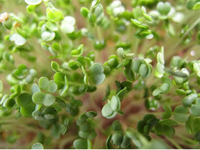 Arugula Microgreen Seeds detail image - Resin Society