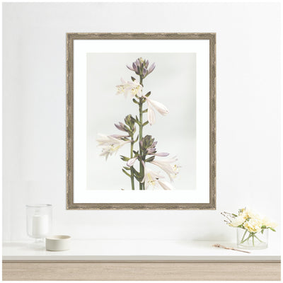 Framed Art Hosta by Alicia Abla