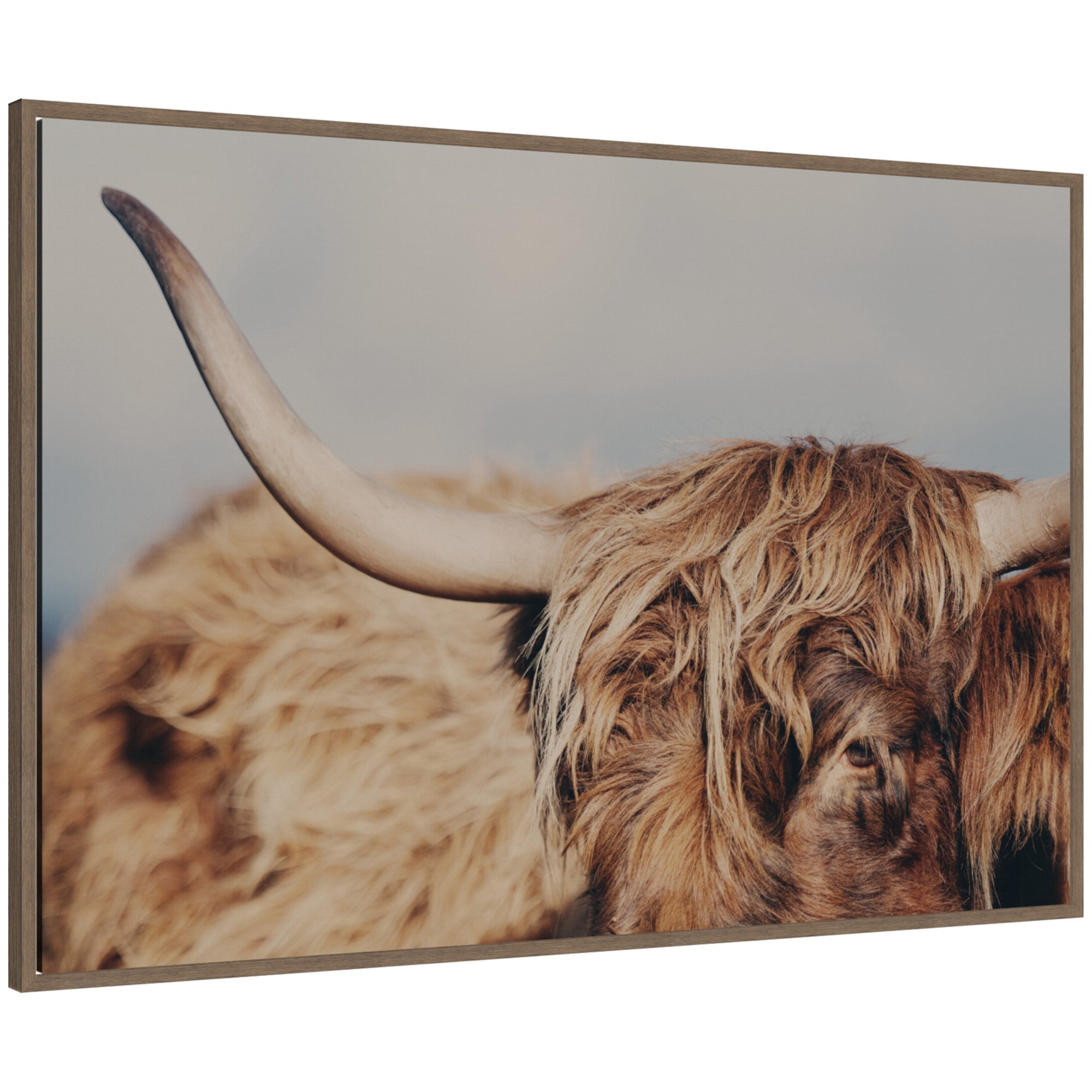 Framed canvas wall art of a close-up Highland cow with long shaggy fur and prominent curved horns in a dark gold frame
