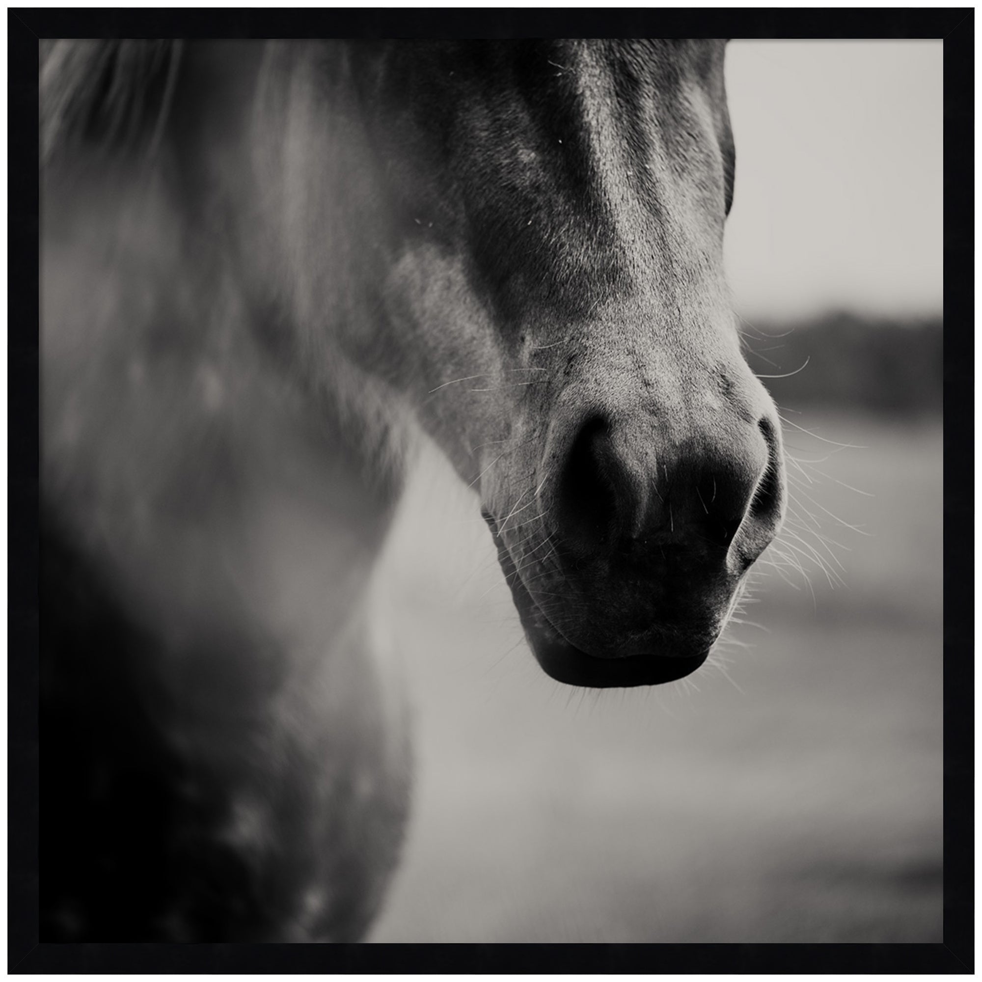 Horse Like Velvet by Laura Evans Framed Wall Art Print
