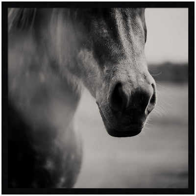 Horse Like Velvet by Laura Evans Framed Wall Art Print