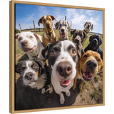 Close-up fisheye perspective of eight diverse dogs with expressive faces gathered outdoors under blue sky near a wooden fence.